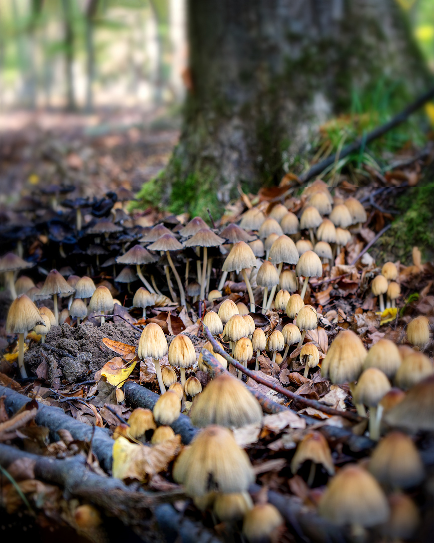 Glimmertintlinge im Wald