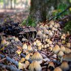 Glimmertintlinge im Wald