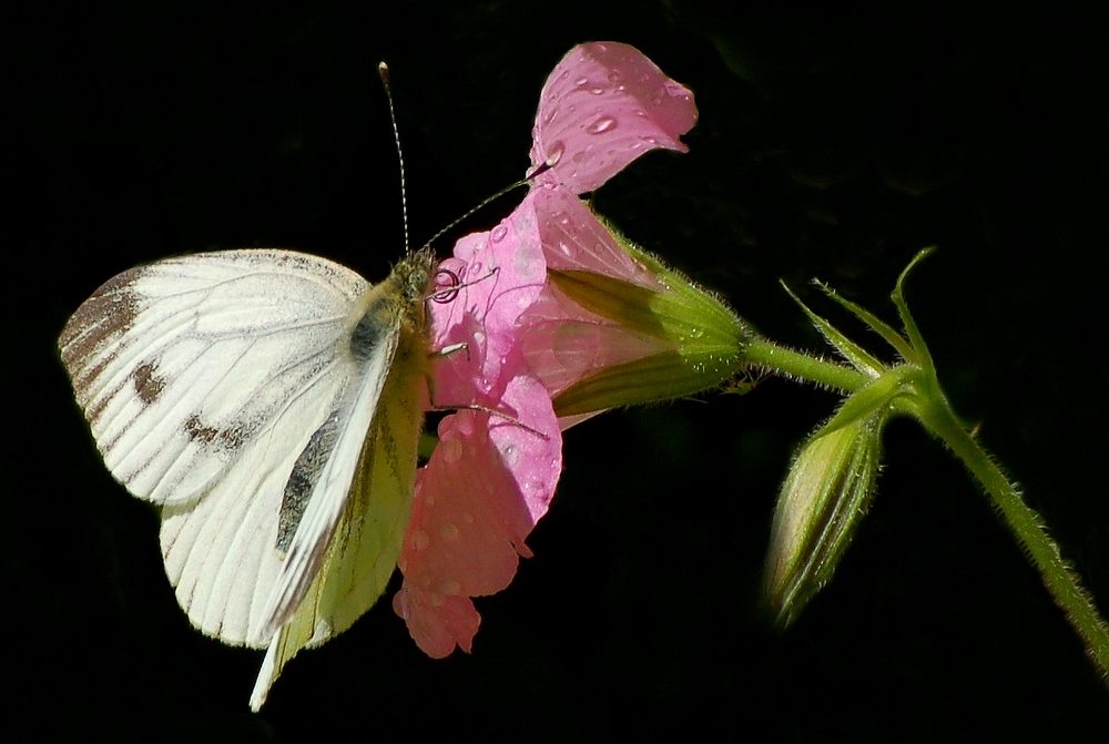 GLIMPSES OF SUMMER