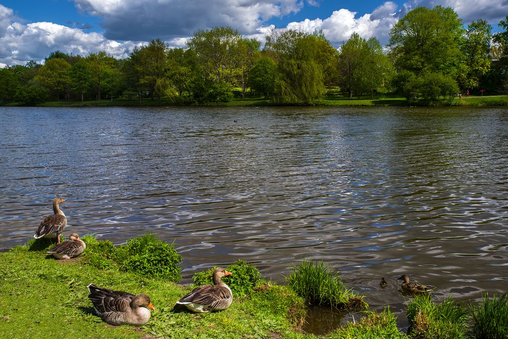 Glinde am Mühlenteich 08