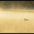 glissant dans la brume.