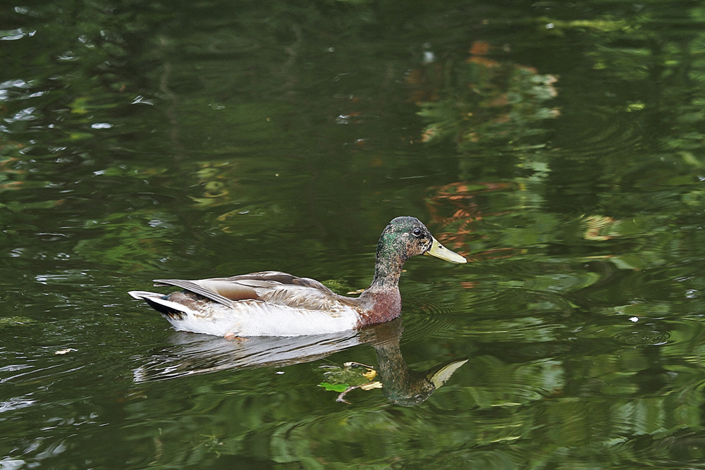 glisser sur l'eau !