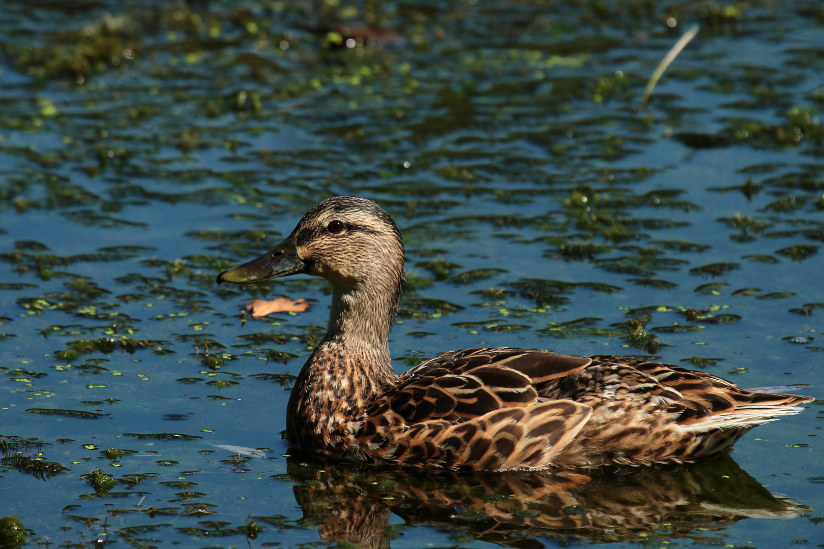 Glisser sur l'eau