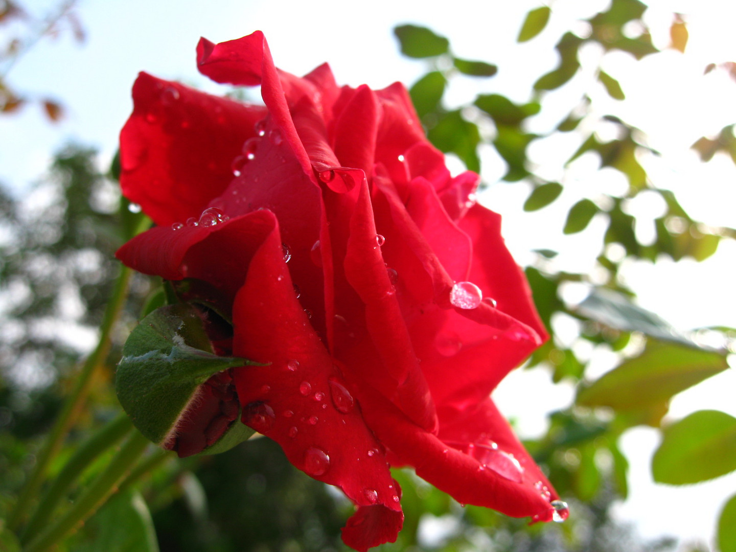 Glisten in morning dew