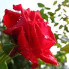 Glisten in morning dew