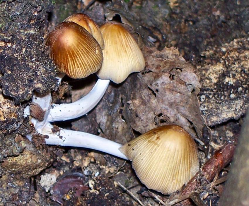 Glistening Inkcap? - Coprinus macaceus (Coprinaceae)