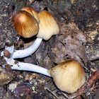 Glistening Inkcap? - Coprinus macaceus (Coprinaceae)