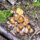 Glistening Inkcap? - Coprinus macaceus (Coprinaceae)