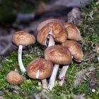 Glistening Inkcap? - Coprinus macaceus (Coprinaceae)