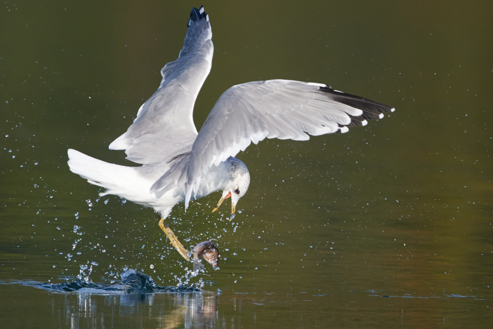 Glitischiger Fisch