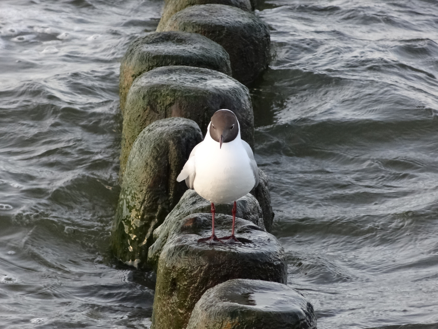 Glitschig, Möwe macht Pause