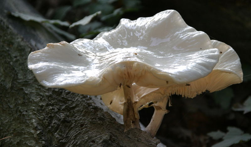 Glitschige Schönheit im Wald