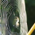 Glittering Spider