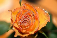 Glitterrose