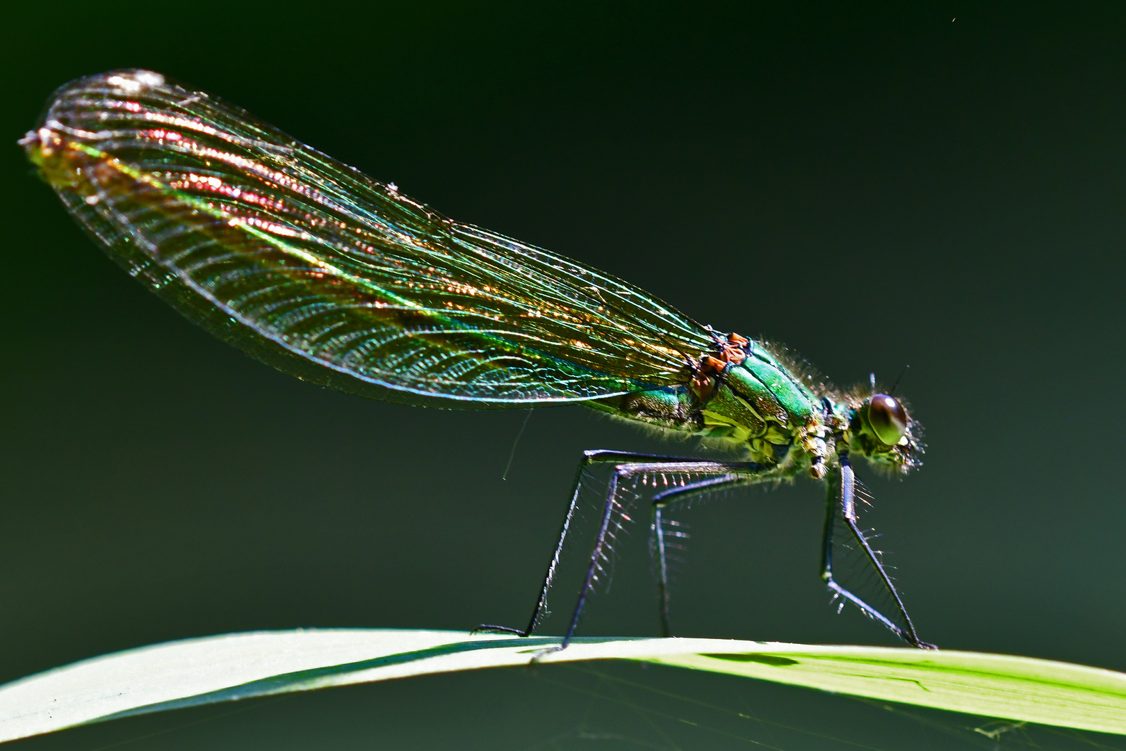 Glitzer-Fräulein - Calopteryx splendens