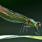 Glitzer-Fräulein - Calopteryx splendens