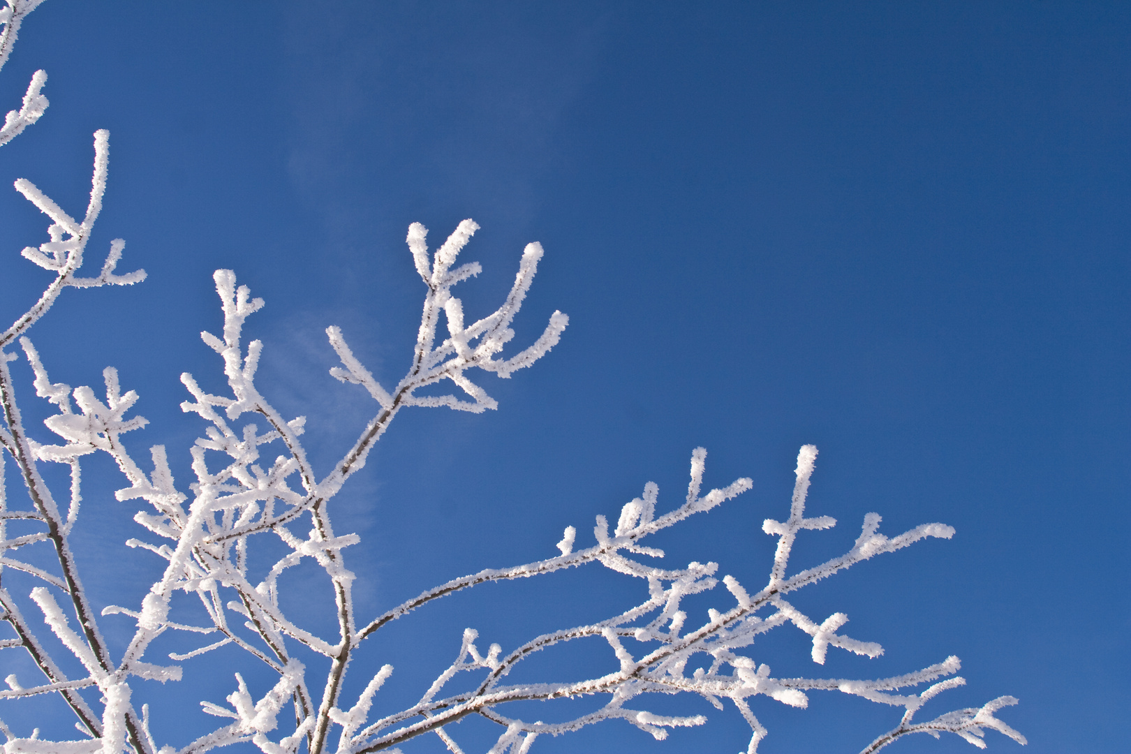 Glitzer im Himmel im weißen Schwarzwald