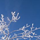 Glitzer im Himmel im weißen Schwarzwald