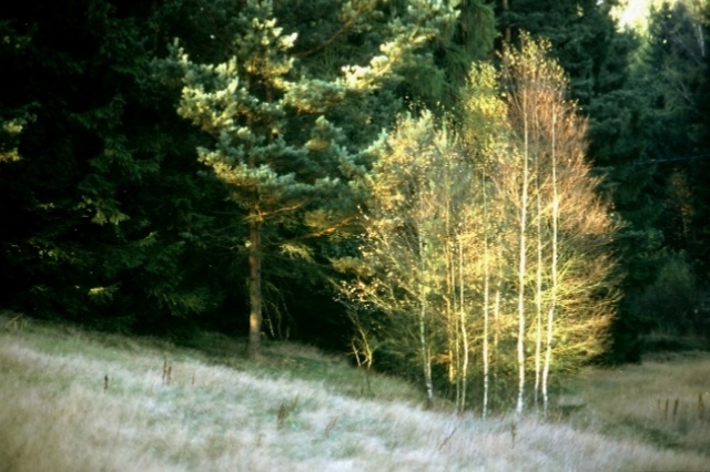 Glitzer im Wald