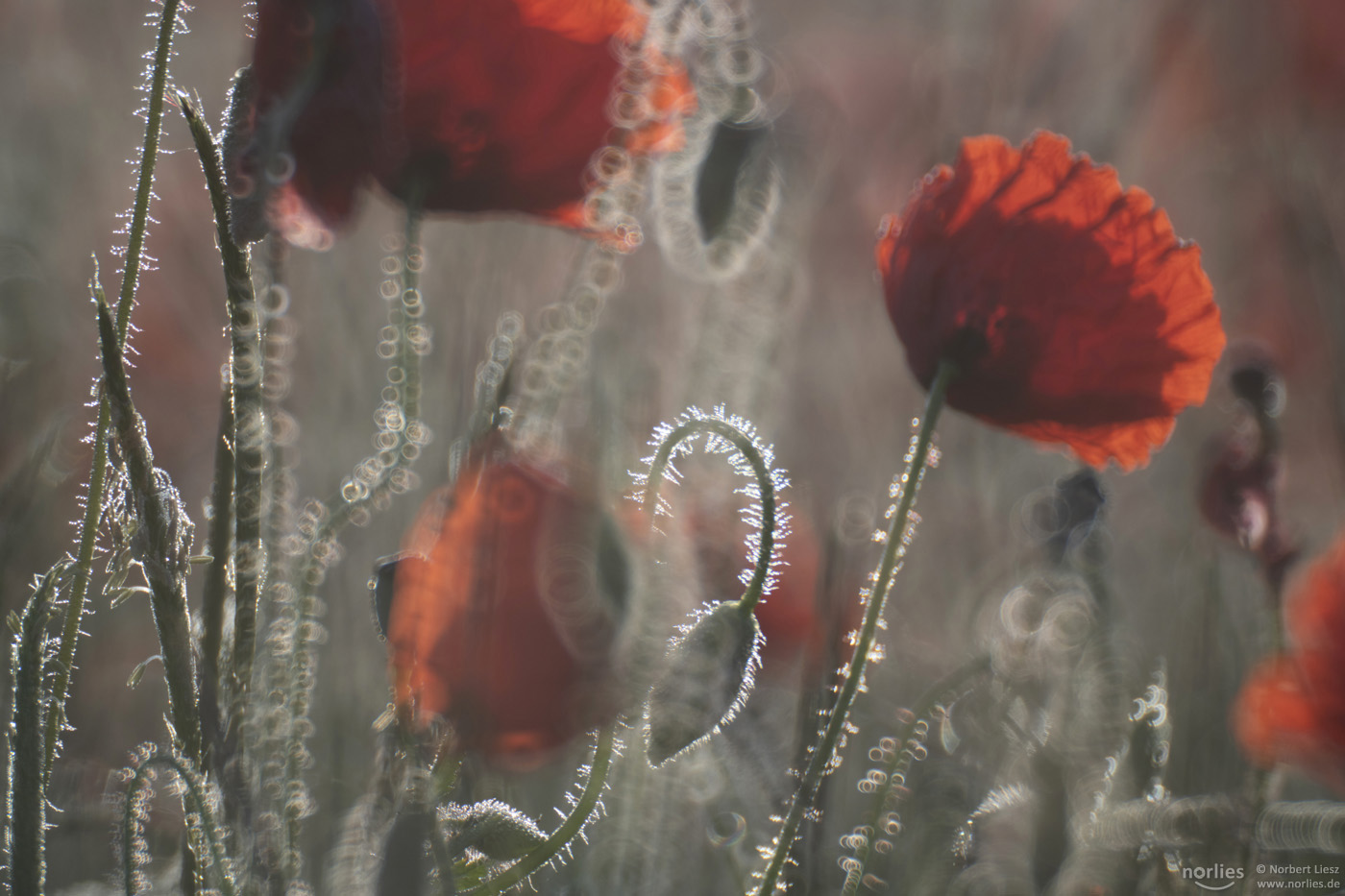 Glitzer-Mohn