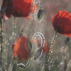 Glitzer-Mohn