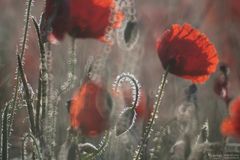 Glitzer-Mohn