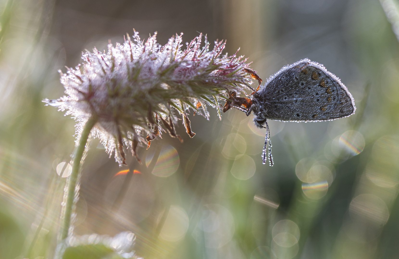 ____Glitzerbläuling______