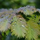 Glitzerglanz auf jedem Blatt