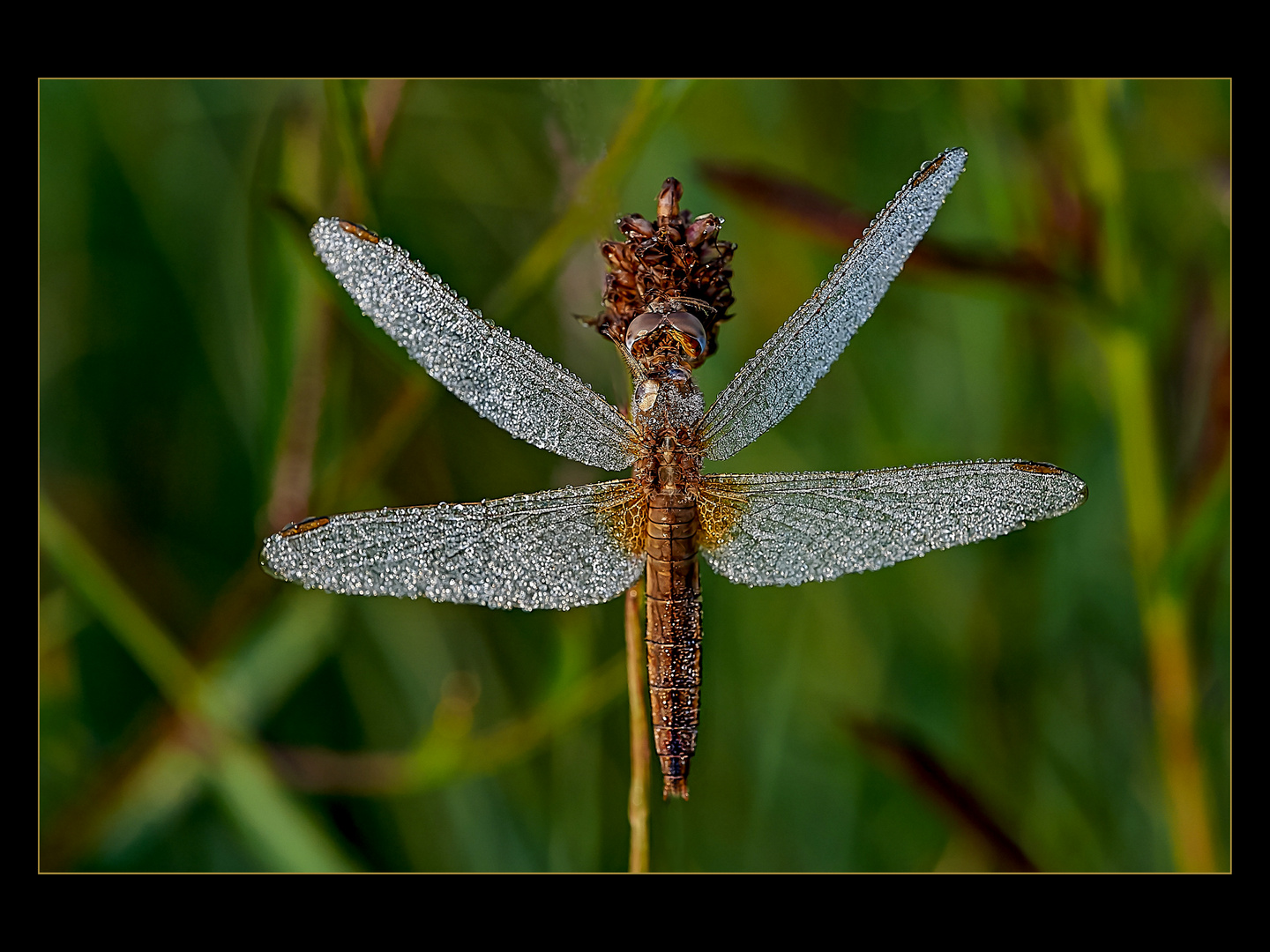 Glitzerlibelle