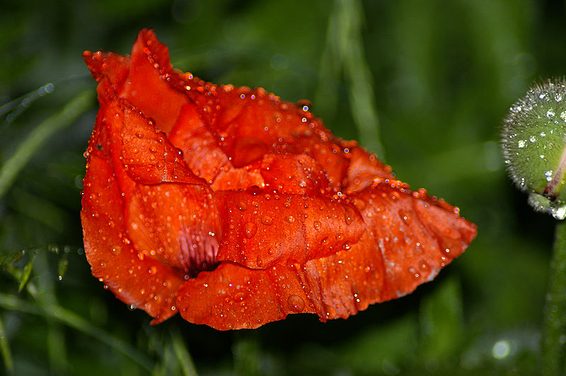 Glitzermohn