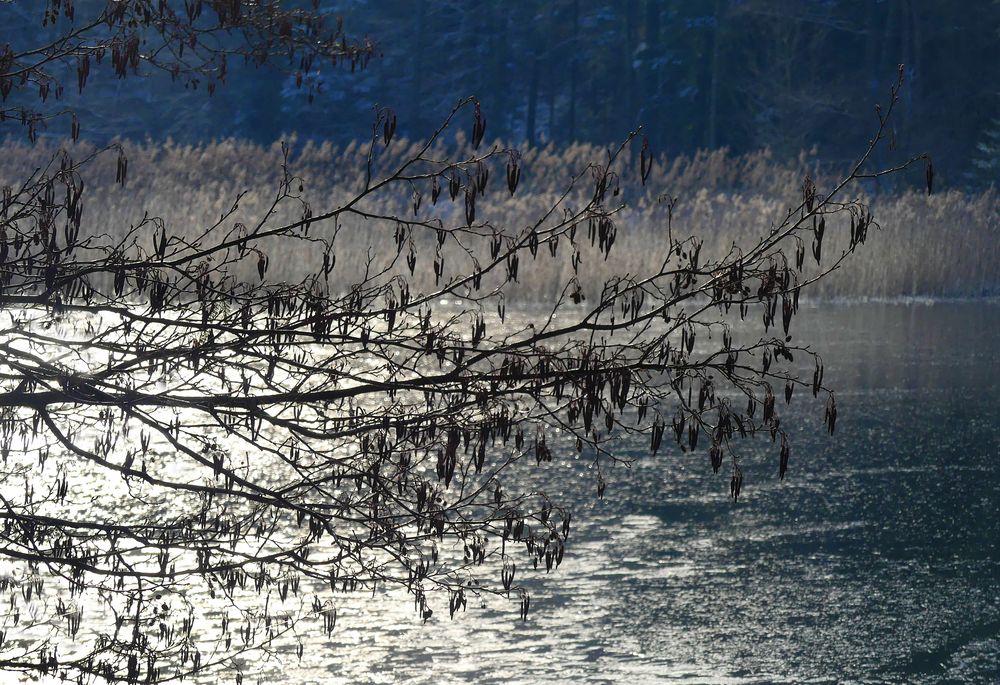 Glitzern am Waldweiher