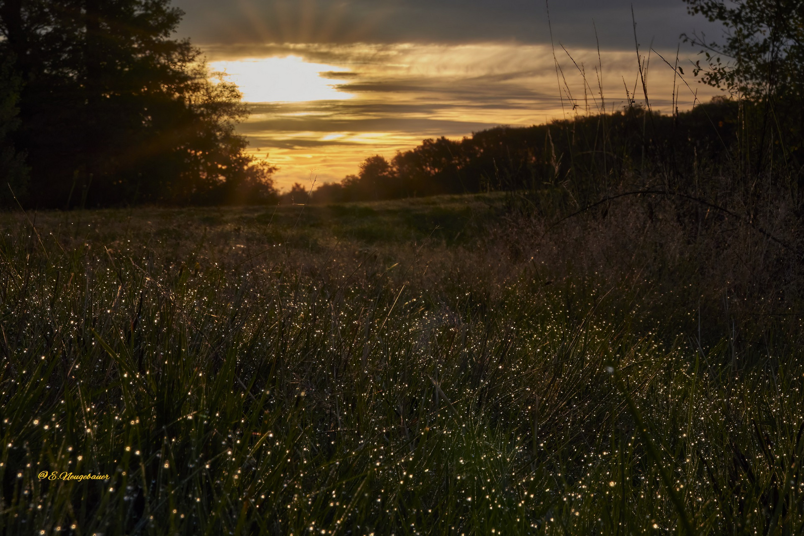 Glitzern im Gras