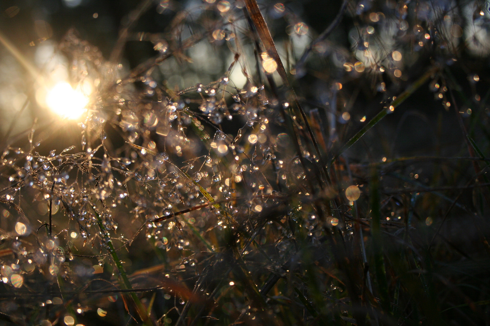 Glitzern im Morgenlicht