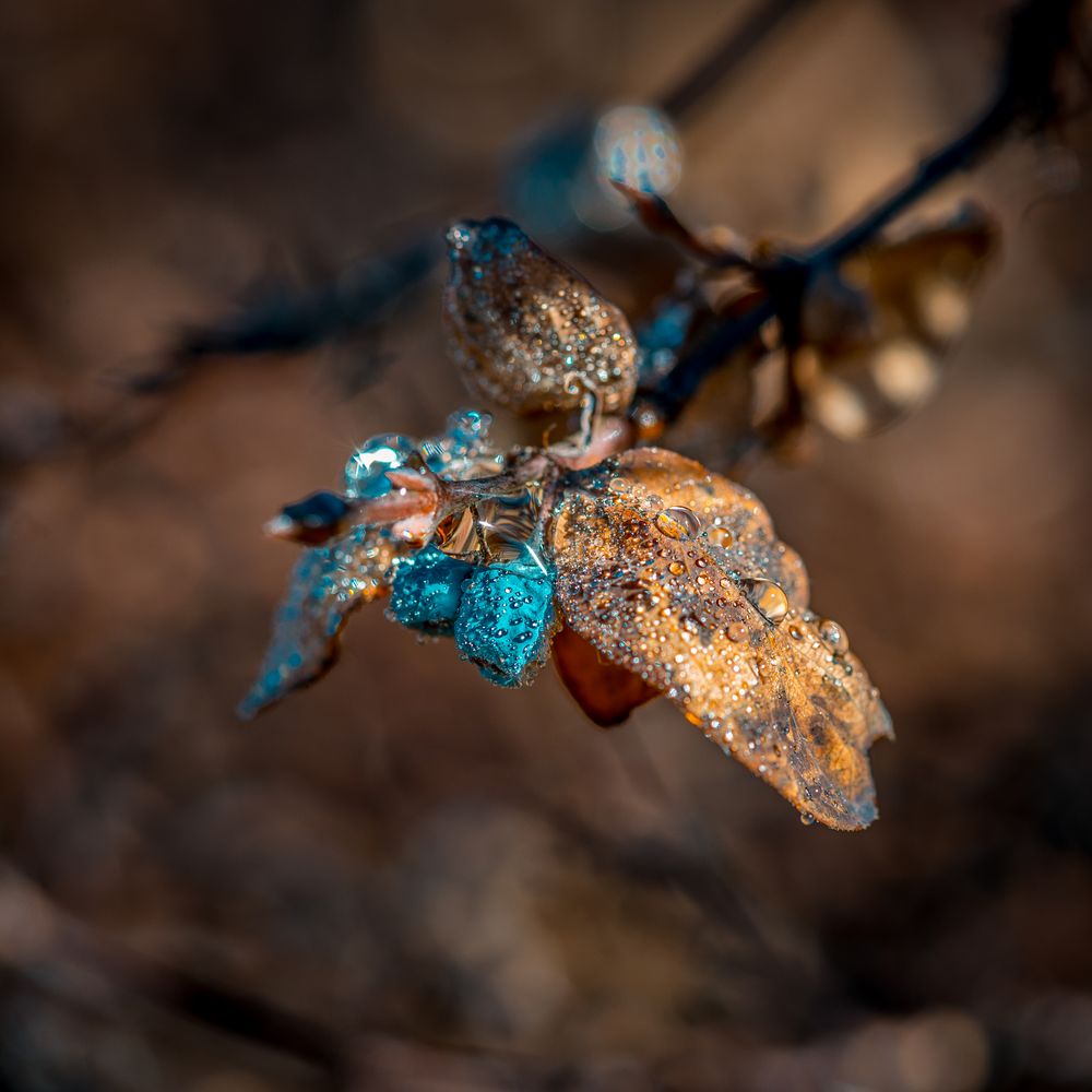 Glitzern im Sonnenlicht... (1)