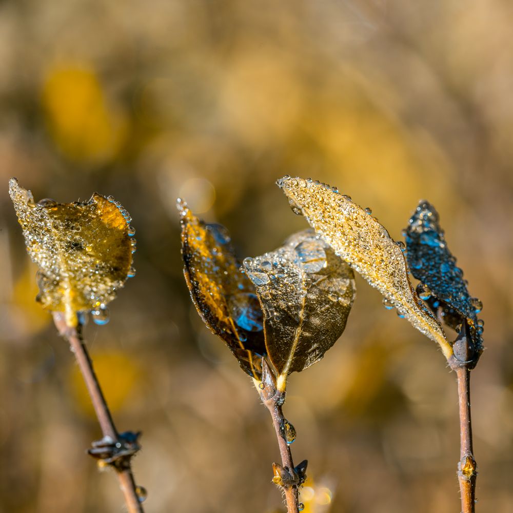 Glitzern im Sonnenlicht... (2)