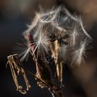 Glitzern im Sonnenlicht