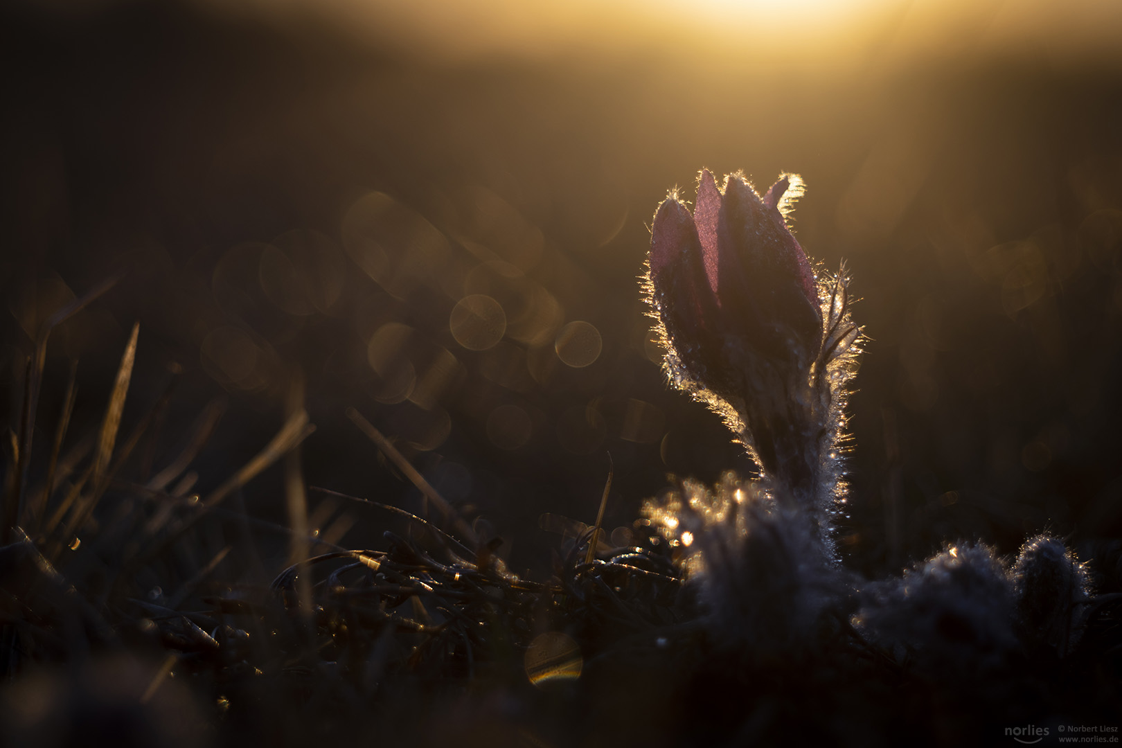 Glitzern in der Sonne