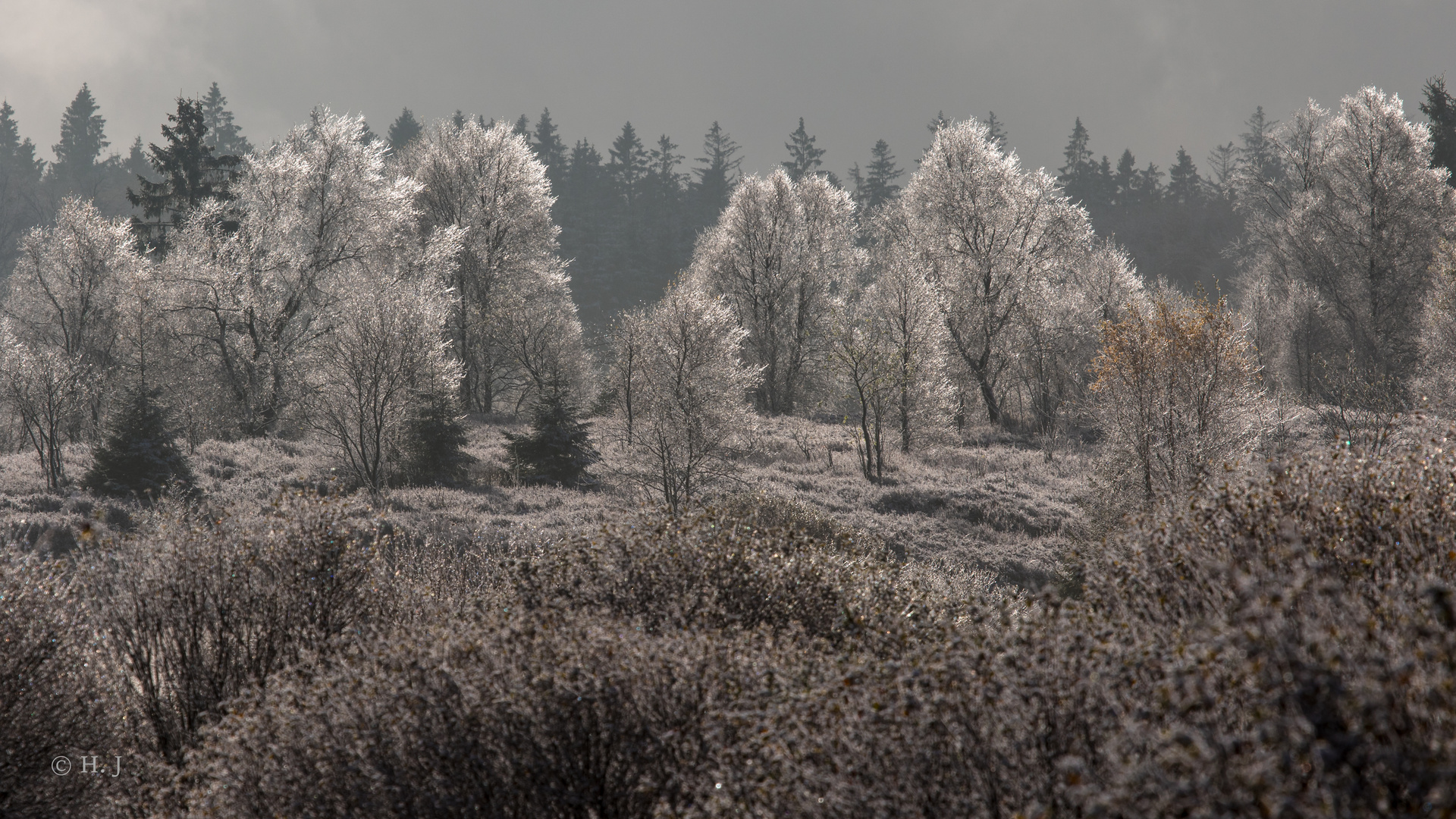 Glitzernde Bäume