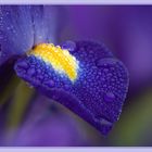 Glitzernde Iris ;o)