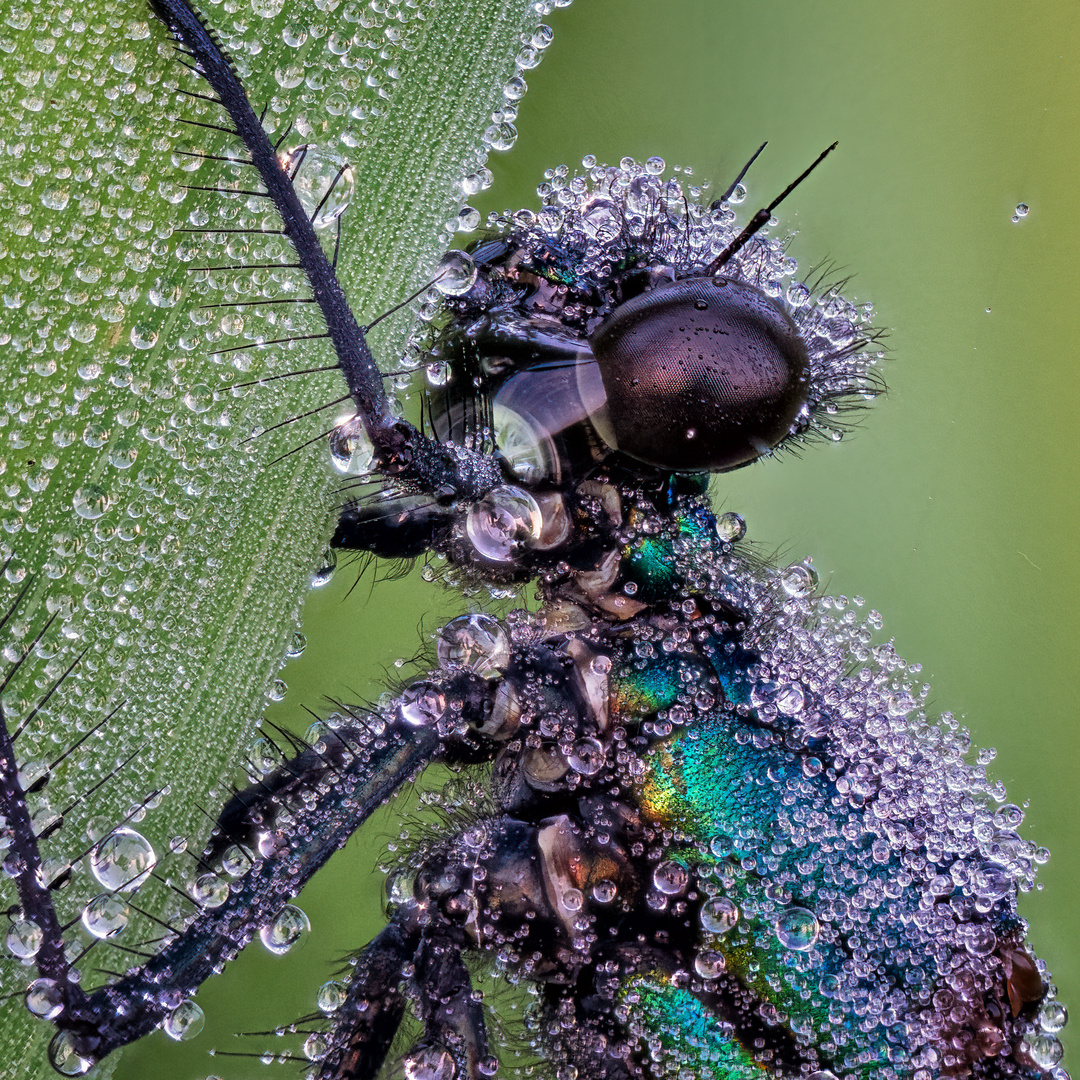 Glitzernde Schönheit Foto & Bild natur, insekten Bilder auf