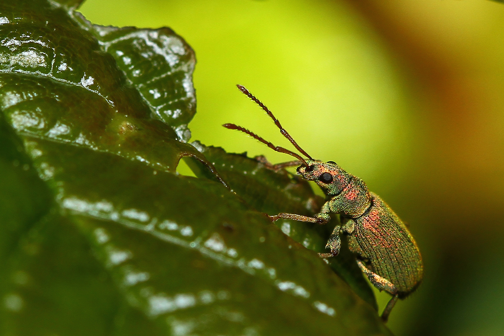 Glitzernde Schönheit Käfer