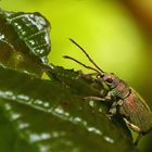 Glitzernde Schönheit Käfer