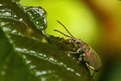 Glitzernde Schönheit Käfer