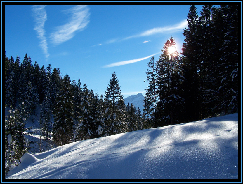 Glitzernde Waldlichtung