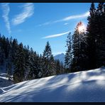 Glitzernde Waldlichtung