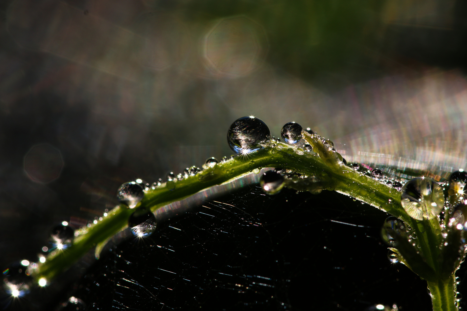 glitzernde Wasserperlen