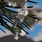 Glitzernde Winterwelt! - Le monde hivernal scintille! 