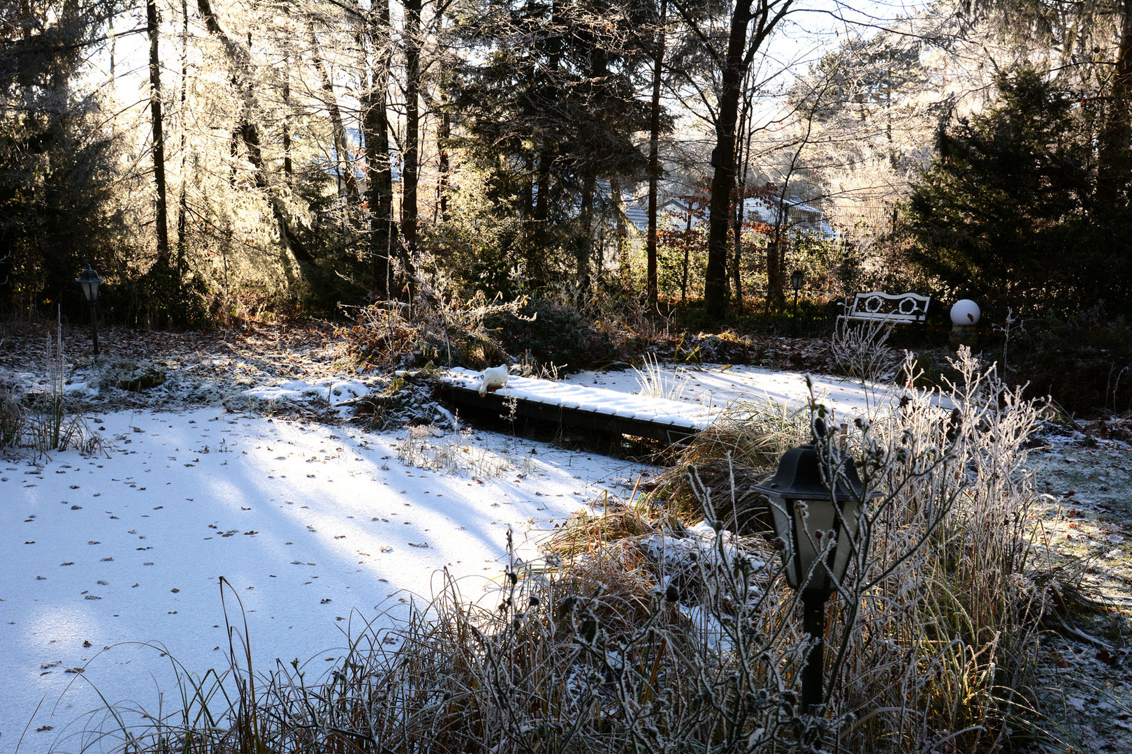 Glitzernder Frost im Garten