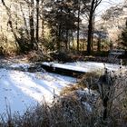 Glitzernder Frost im Garten