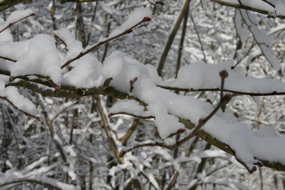 Glitzerschnee statt Osterglocken